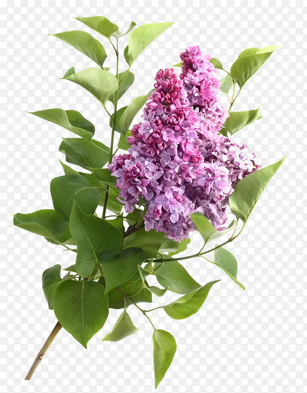 丁香花
