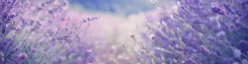 紫色花草背景