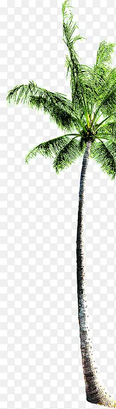 卡通植物夏日插画棕树