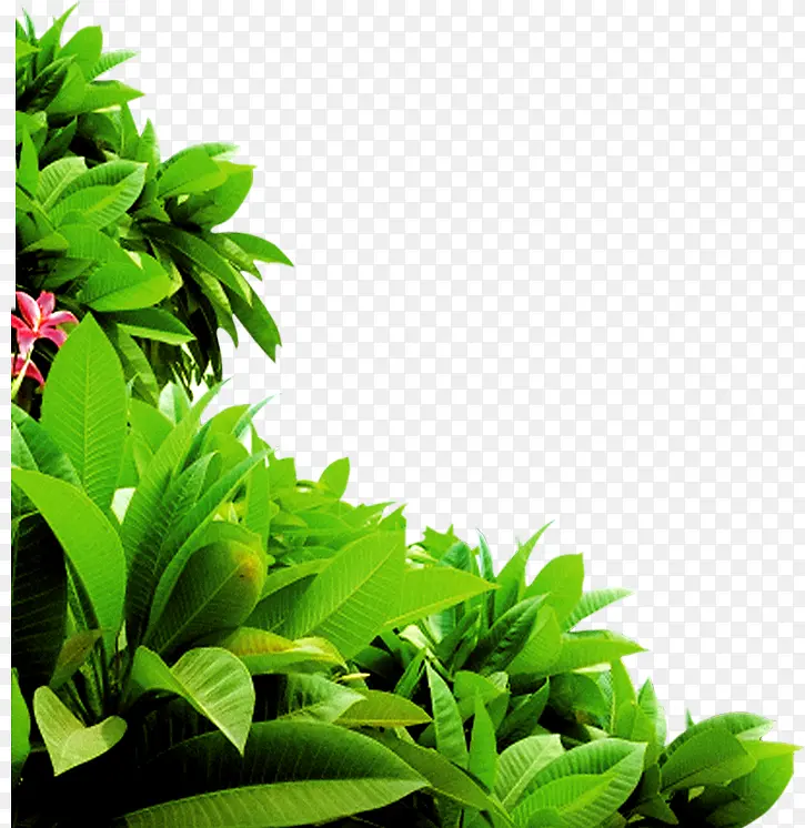 绿色植物树叶企业装饰
