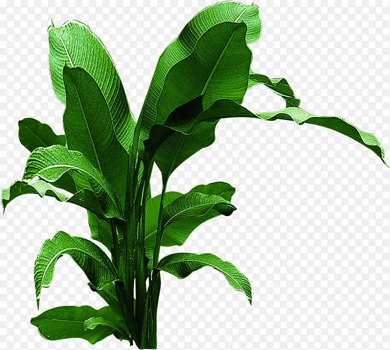 绿色植物树叶装饰PNG图片素材下载_图片编号qrvaapwl-免抠素材网