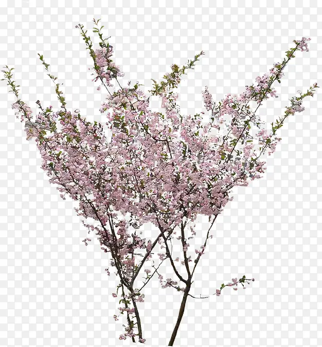 粉色小花树枝景观