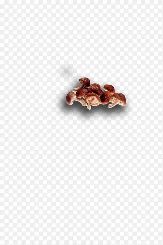 香菇