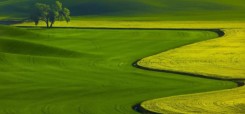 绿色草原背景