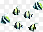 海底动物小鱼群效果海报