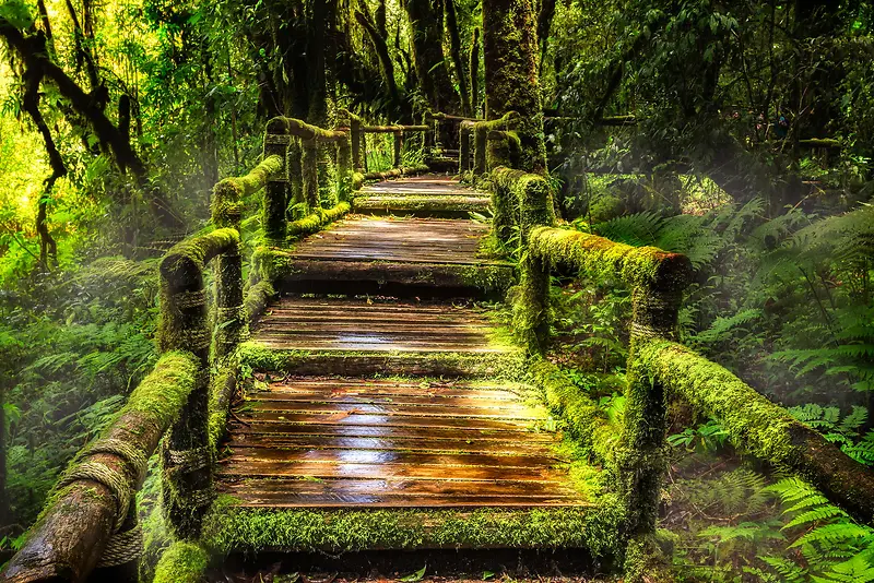 树林青色台阶背景高清图片