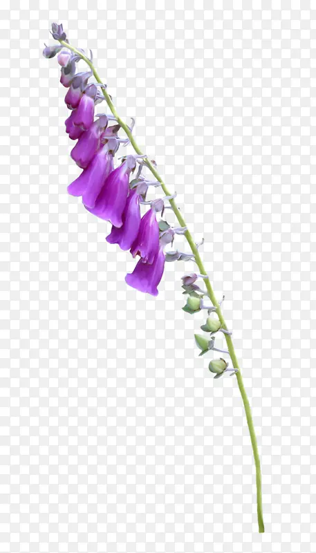 一串紫色喇叭花
