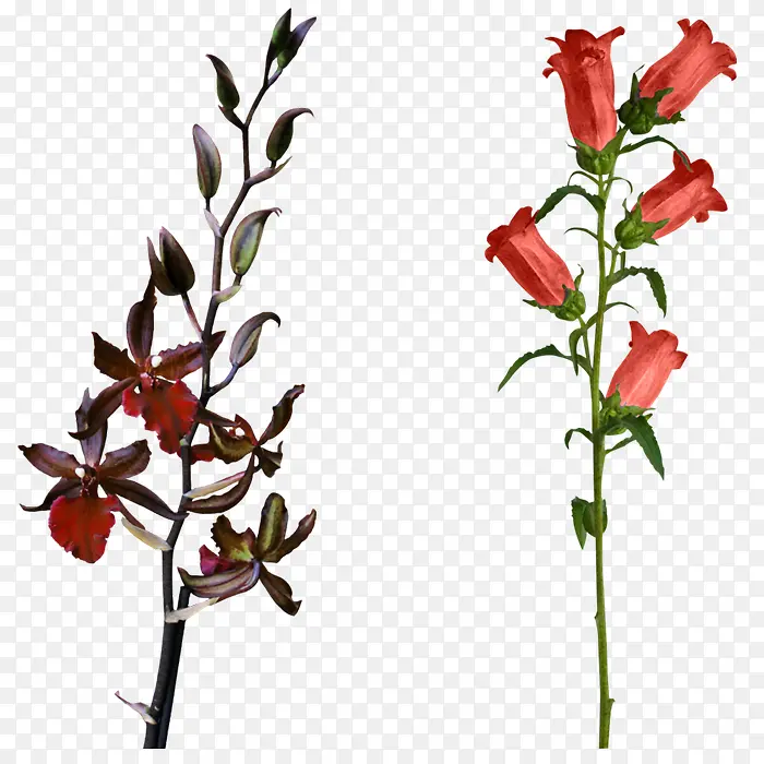 红色喇叭花绿色树枝