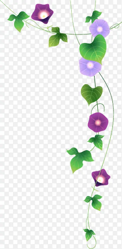 紫色唯美春天花藤植物