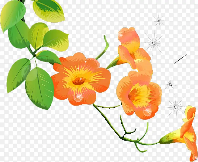 牵牛花