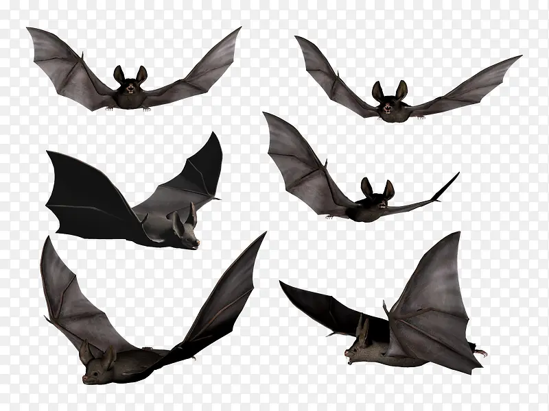 各种飞行姿势蝙蝠