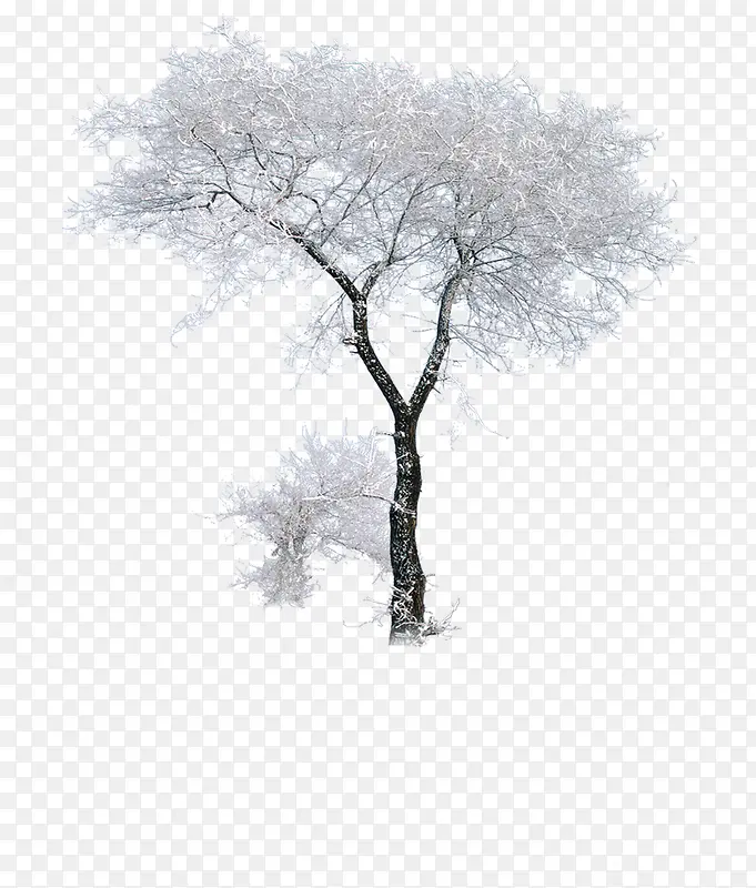 冬季雪景植物美景