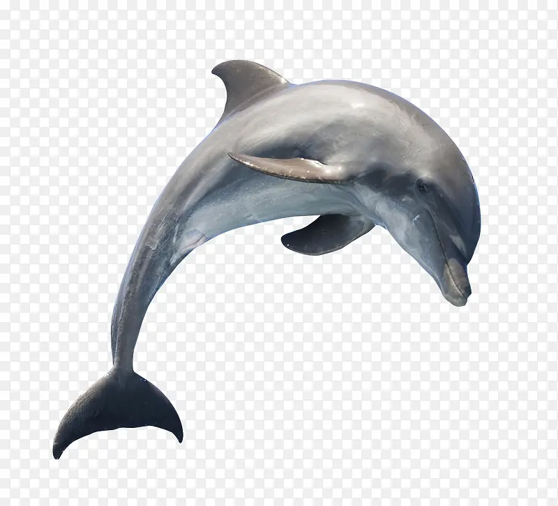 灰色跳跃的海豚