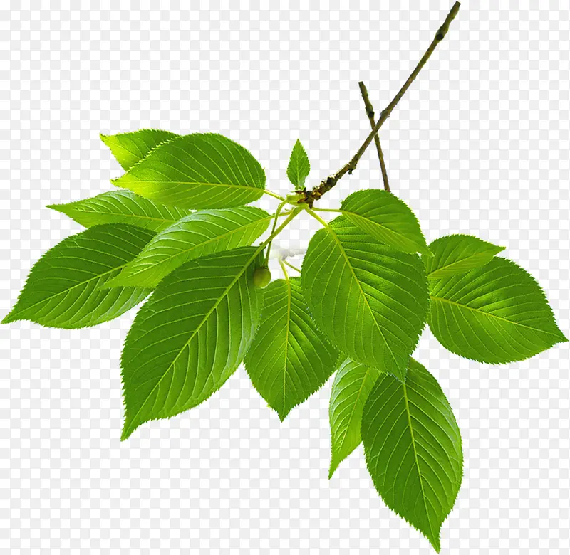 春天梦幻绿叶树枝