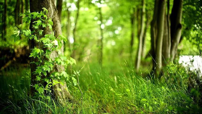 树林绿叶高清壁纸