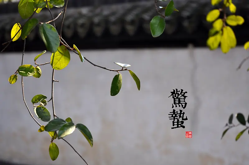 惊蛰绿叶树枝房子