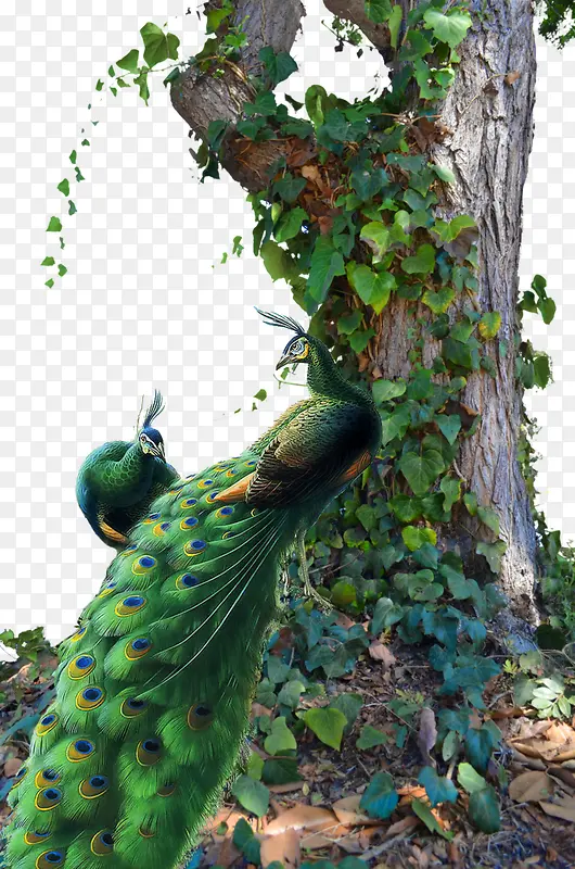 绿树和孔雀