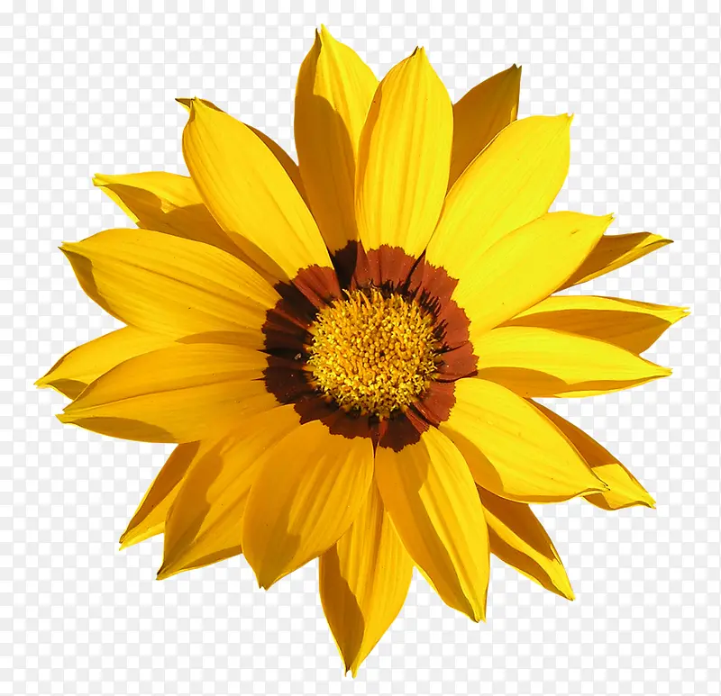 黄色的盛开鲜艳太阳花