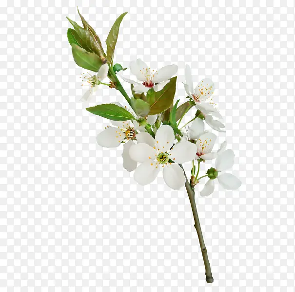 一枝梨花