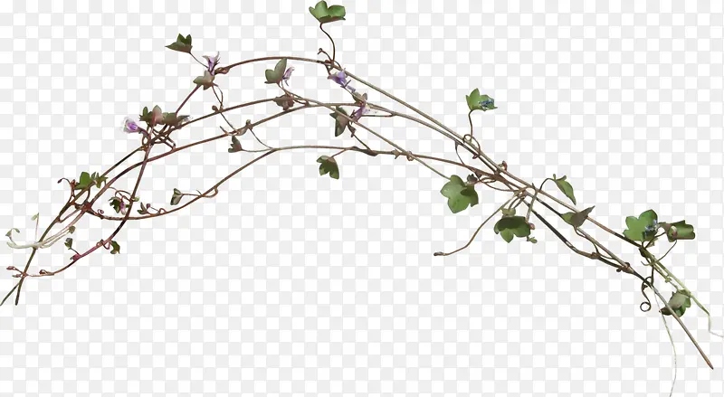 树枝绿叶紫色小花
