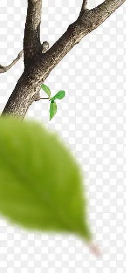 树干