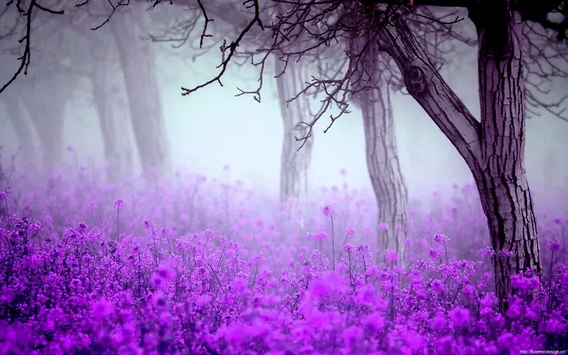 紫色树干小花迷雾