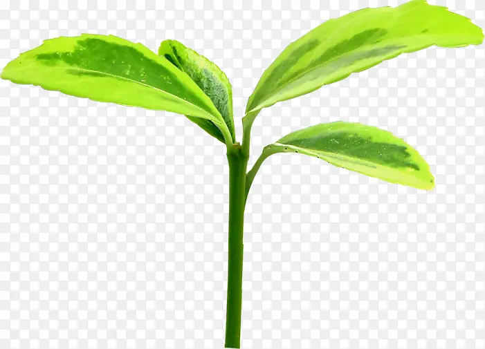 绿色水彩发芽植物