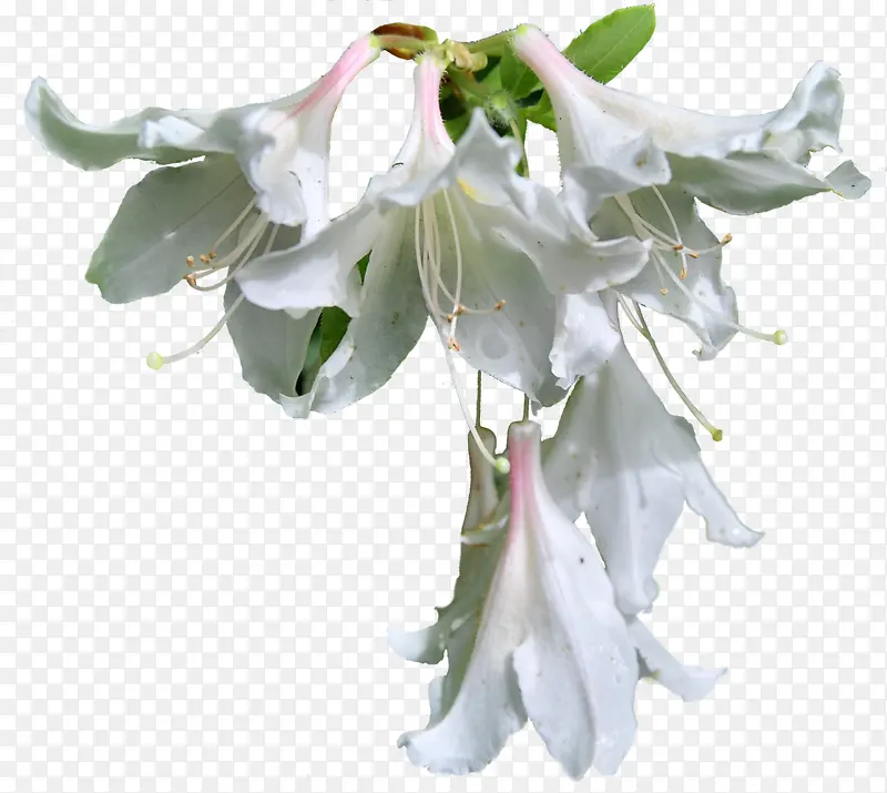 唯美白色花素材图片