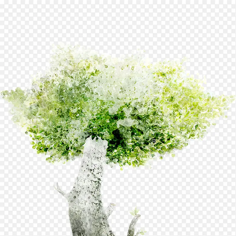 水彩白桦树