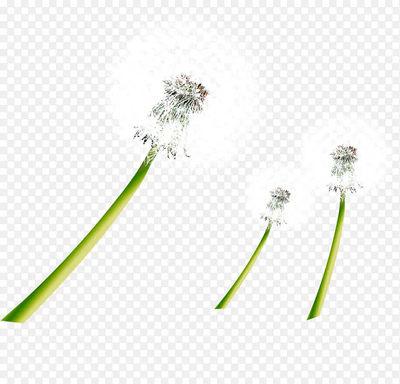 春季清新白色蒲公英