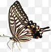 春天棕色纹理蝴蝶动物