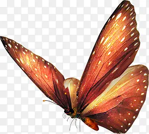 深棕色的蝴蝶