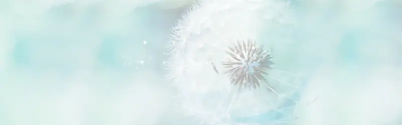 浪漫唯美蒲公英背景