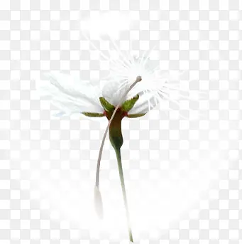 白色春天蒲公英植物