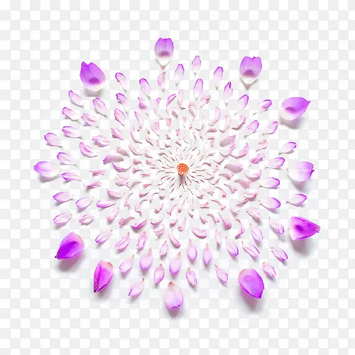 紫色清新花瓣边框纹理