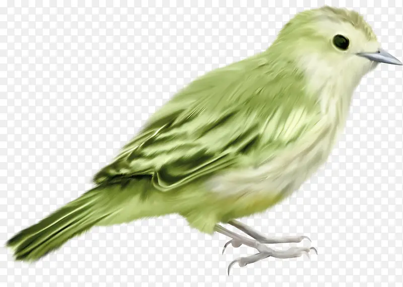 绿色鸟创意鸟素材免抠