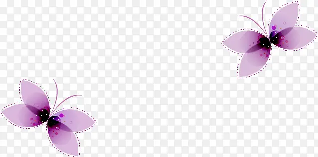 紫色蝴蝶花瓣