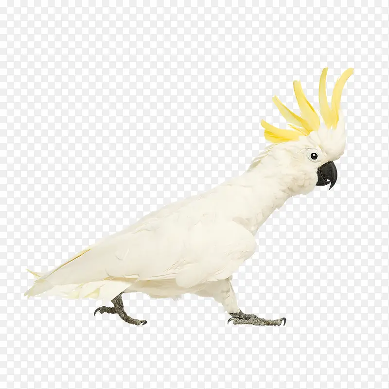 白色鹦鹉
