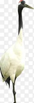 白色直立丹顶鹤