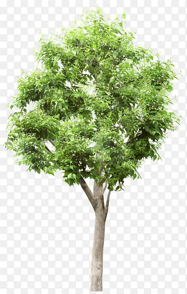 绿色大树树枝素材