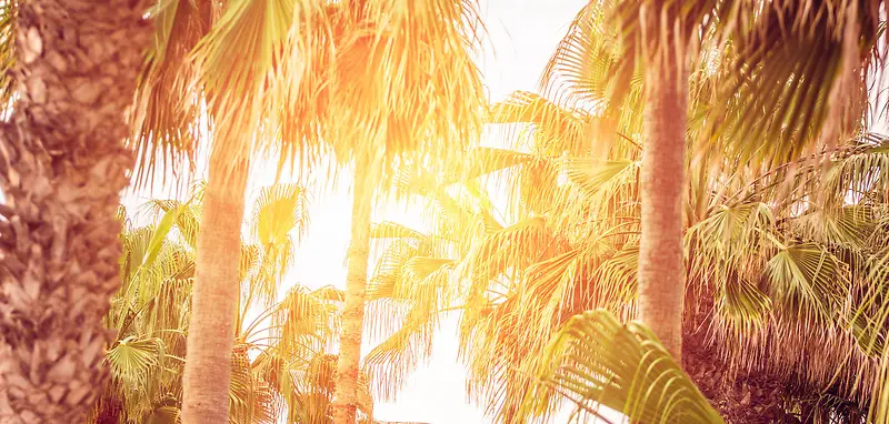 椰子树间的金色阳光海报背景