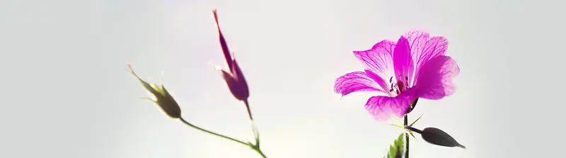 鲜花banner创意设计