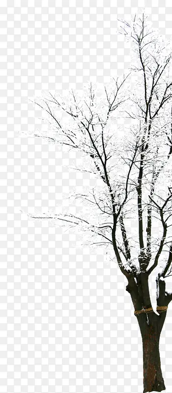白色纯洁雪景树木