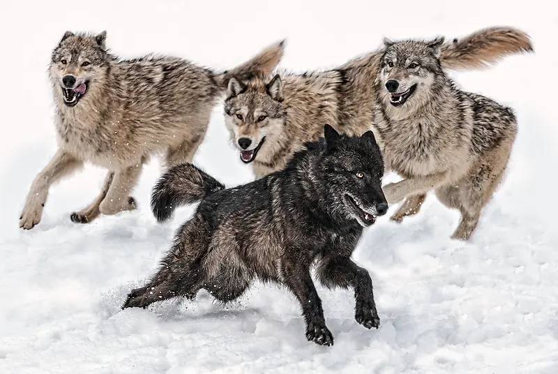 狼群嬉戏玩耍动物