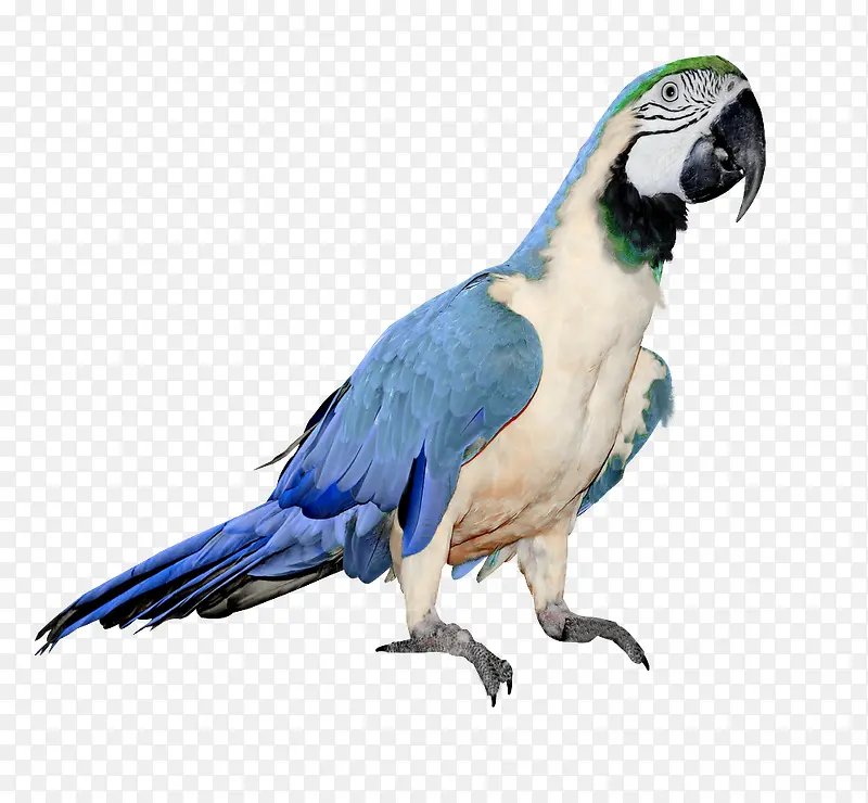 蓝色翅膀鹦鹉动物鸟