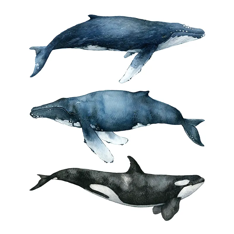 高清摄影蓝色的深海哺乳动物