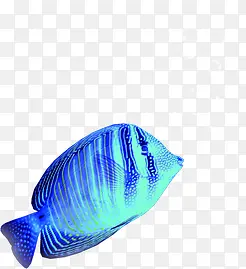 夏日海底动物蓝色小鱼