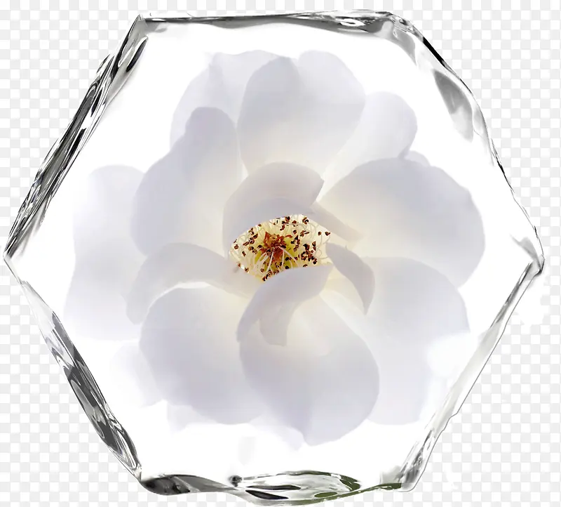冰块里的花朵