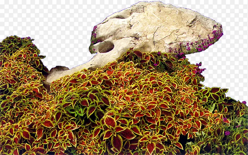 公园里面的假山花卉植物
