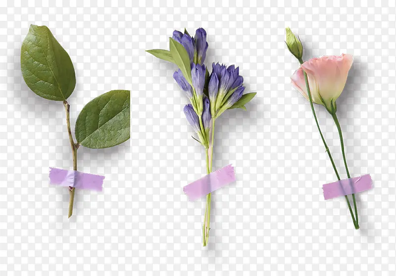 花卉植物分类紫罗兰